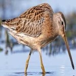 image of bird