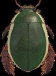 image of beetle #39