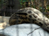 image of snow_leopard