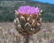 image of artichoke_flower #32