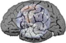 image of brain #15