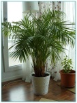 image of house_plant