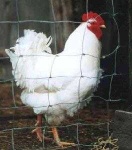 image of rooster