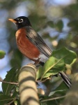 image of robin