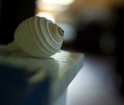 image of conch