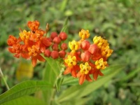 image of tropical_forest
