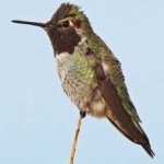 image of bird