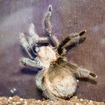 image of tarantula #32
