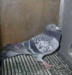 image of pigeon #4