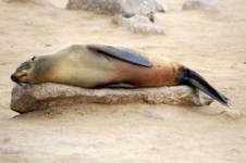 image of sea_lion