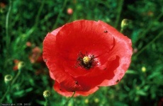 image of flower