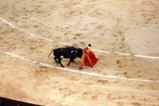 image of animal