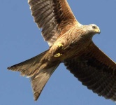 image of kite
