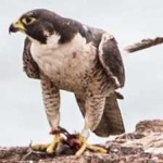image of bird