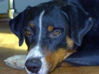 image of appenzeller
