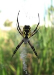 image of black_and_gold_garden_spider #17