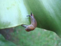 image of slug