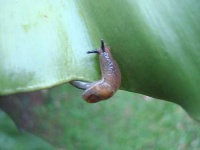 image of slug #22