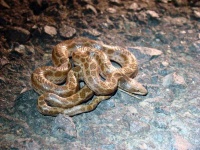 image of night_snake