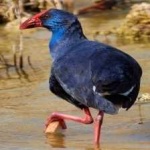 image of bird