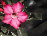 image of flower