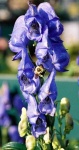 image of flower