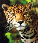 image of jaguar