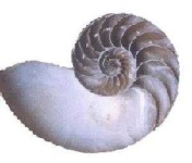 image of nautilus