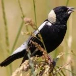 image of bird