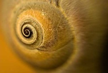 image of conch