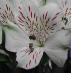 image of flower