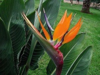 image of bird_of_paradise_flower #35