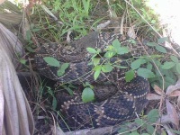 image of diamondback #9