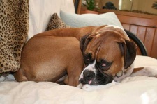 image of boxer