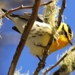 image of bird