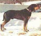 image of black_and_tan_coonhound #5