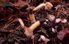 image of stinkhorn