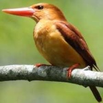 image of bird