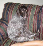 image of german_short_haired_pointer