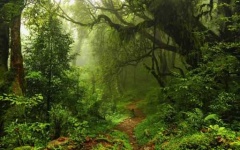 image of jungle