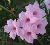 image of mexican_petunia #8