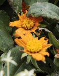 image of flower