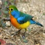 image of bird