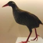image of bird