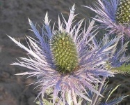 image of flower