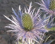 image of alpine_sea_holly #21