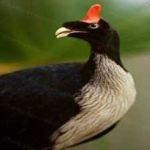 image of bird