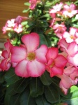 image of flower