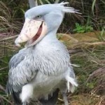 image of bird