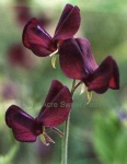 image of flower